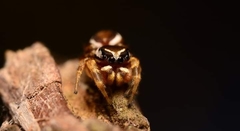 Pelegrina pervaga