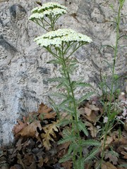 Achillea crithmifolia
