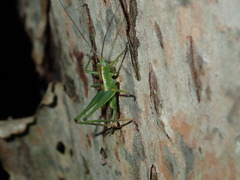Conocephalomima barameda