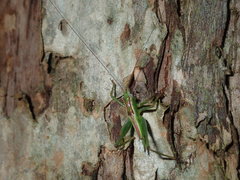 Conocephalomima barameda