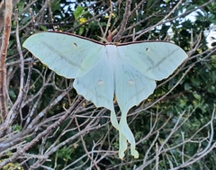 Actias sinensis