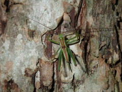 Conocephalomima barameda