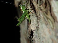 Conocephalomima barameda