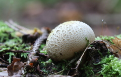 Scleroderma citrinum