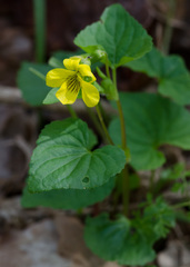 Viola pubescens