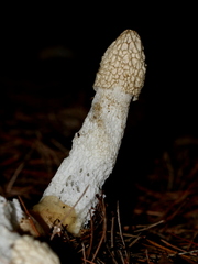 Phallus impudicus