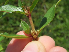 Alternanthera littoralis