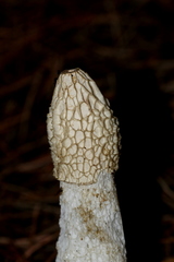 Phallus impudicus