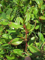 Alternanthera littoralis
