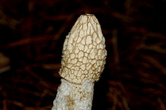 Phallus impudicus