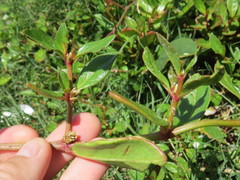 Alternanthera littoralis