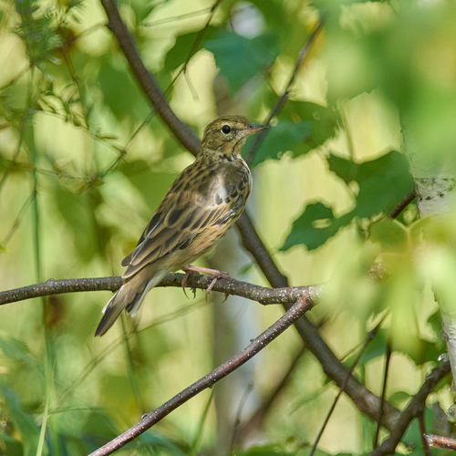 Bisbita arbóreo (Anthus trivialis)