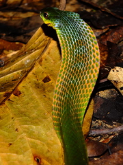 Erythrolamprus typhlus