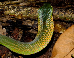 Erythrolamprus typhlus