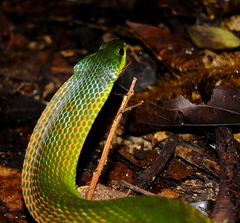 Erythrolamprus typhlus