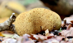 Scleroderma citrinum