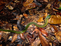 Erythrolamprus typhlus