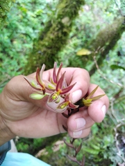 Acianthera erinacea