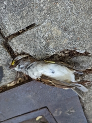 Zonotrichia albicollis