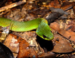 Erythrolamprus typhlus