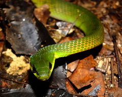 Erythrolamprus typhlus