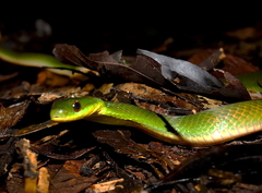 Erythrolamprus typhlus