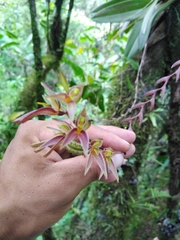 Acianthera erinacea