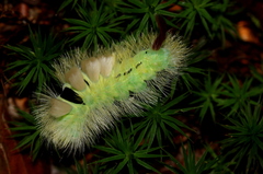 Calliteara pudibunda