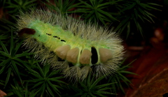 Calliteara pudibunda