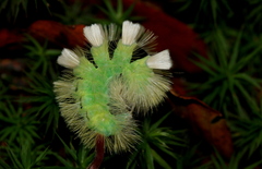 Calliteara pudibunda