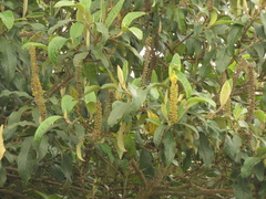 Abatia parviflora