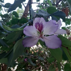 Bauhinia variegata