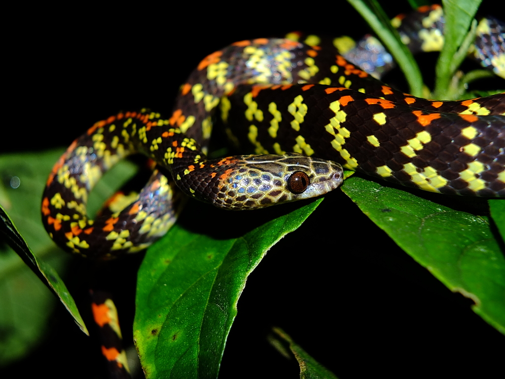 Panama Spotted Night Snake From Roura, Guyane Française, Montagne De ...