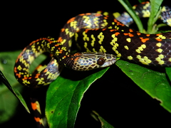 Siphlophis cervinus