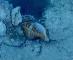 Cymatiidae