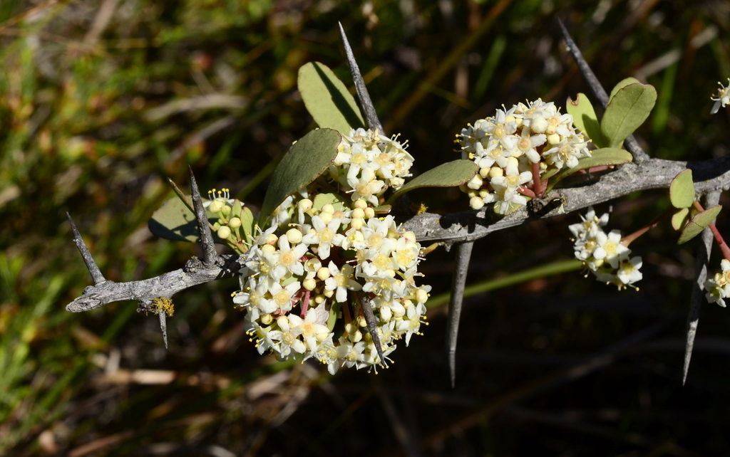 Common Spikethorn
