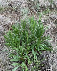 Senecio inornatus