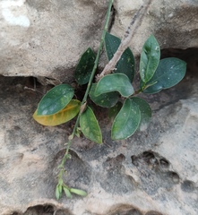 Odontofroggatia galili