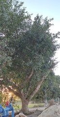 Odontofroggatia galili