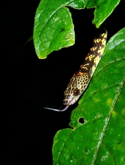 Siphlophis cervinus