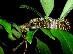 Siphlophis cervinus