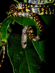 Siphlophis cervinus
