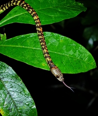 Siphlophis cervinus