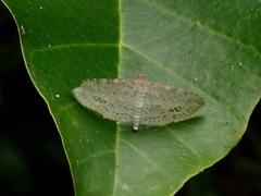 Lepidoptera