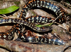 Siphlophis cervinus