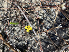 Goodenia dimorpha