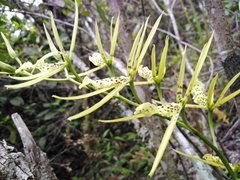 Brassia
