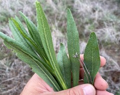 Senecio inornatus