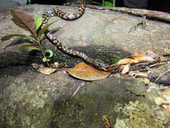 Siphlophis cervinus