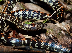 Siphlophis cervinus